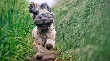               Maisons chiens admis                                                       