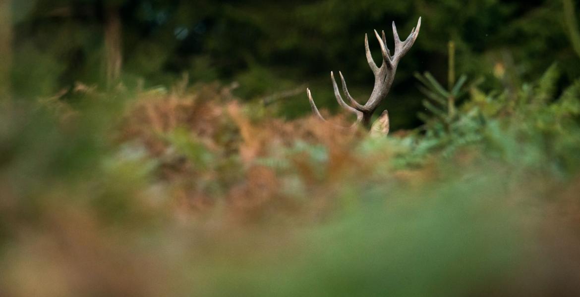 Le brame du cerf : un spectacle unique dans la forêt ardennaise