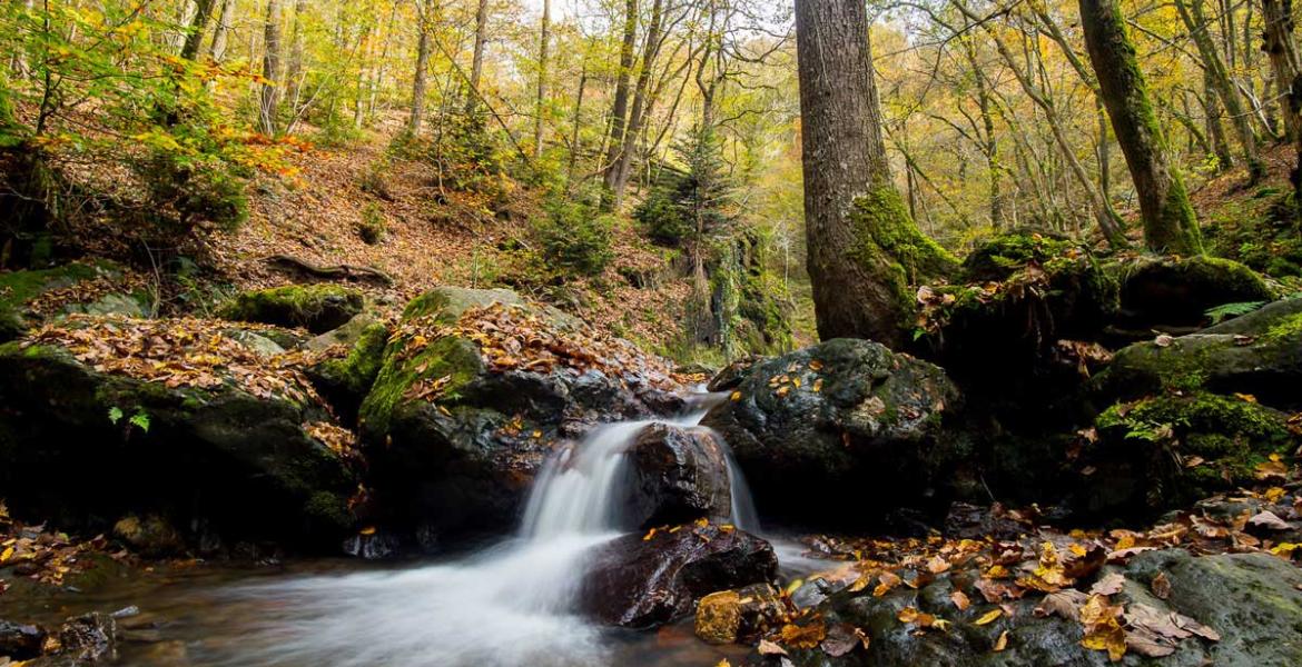 Le bain de forêt, un anti-stress naturel et gratuit