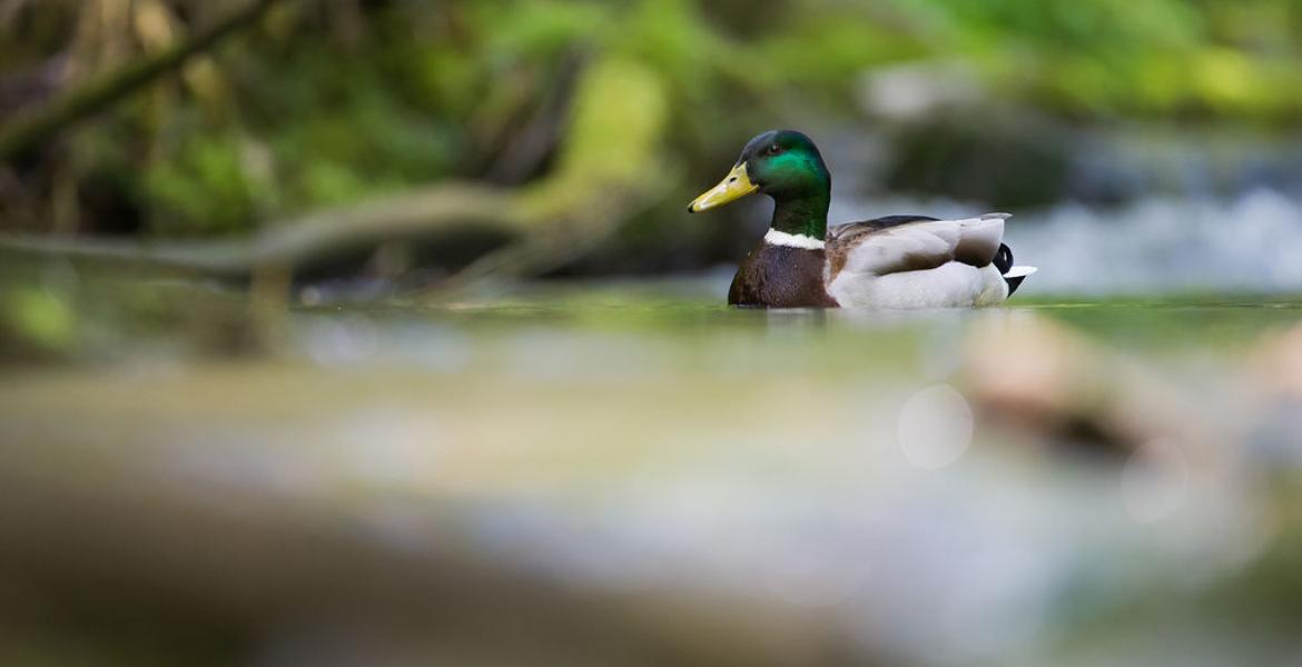 respect voor de natuur Ardennen