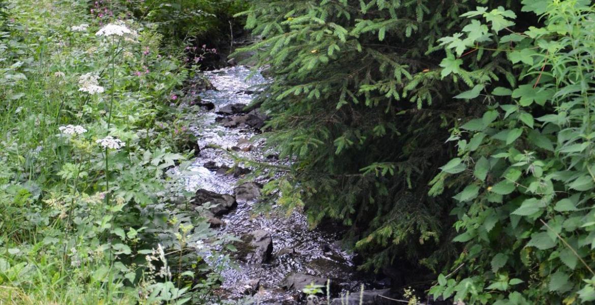 Ruisseau vers la Warche carré