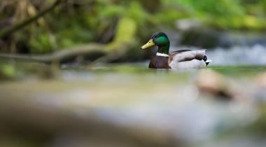 respect voor de natuur Ardennen