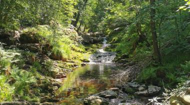 Wandeling langs de Hoegne vallei