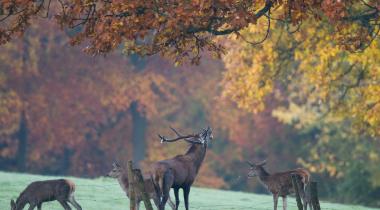 Nos bons plans pour écouter le brame du cerf en Ardenne