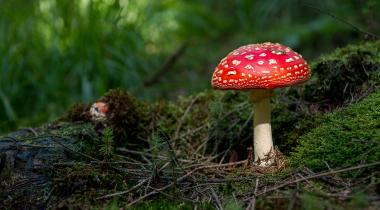 Comment partir à la découverte des champignons en Ardenne ?