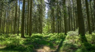 Ontdek deze 8 zones in “de Ardennen”