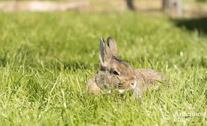 Maison de vacances � Ambl�ve pour 12 personnes en Ardenne