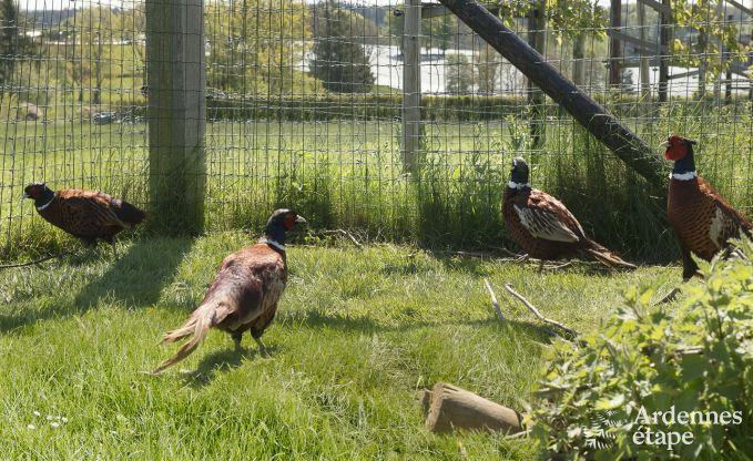 Maison de vacances  Amblve pour 12 personnes en Ardenne
