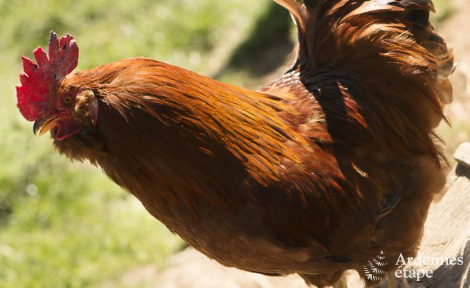 Maison de vacances  Amblve pour 12 personnes en Ardenne