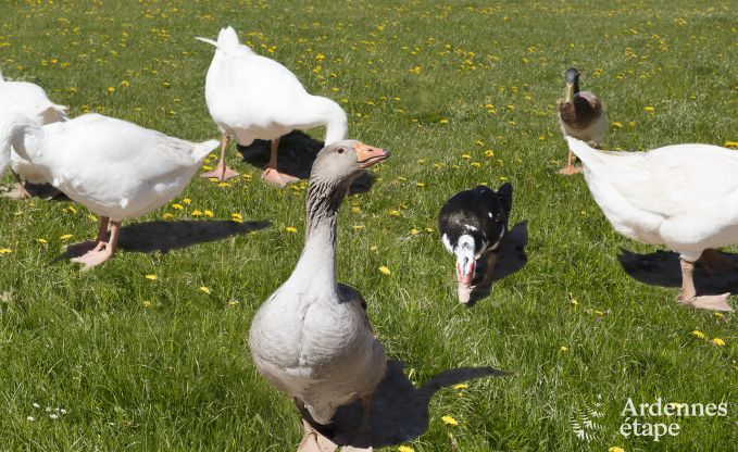 Maison de vacances pour 10/12 personnes  Amel, Hautes Fagnes