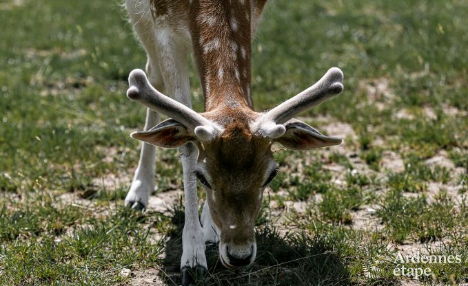 G�te insolite � Aubel pour 14 personnes en Ardenne