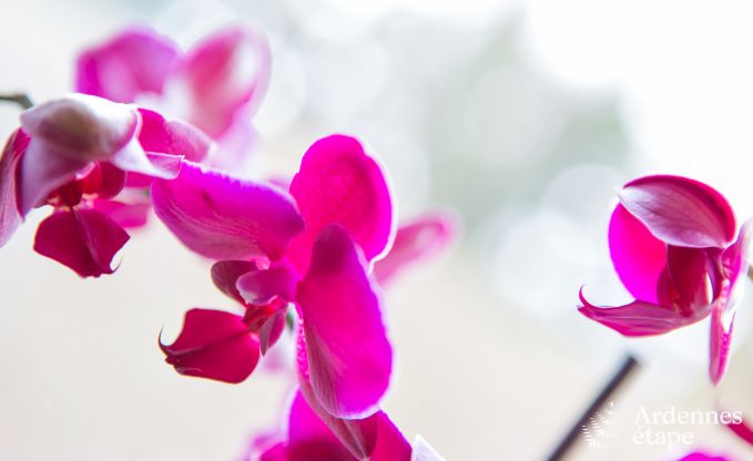Maison de vacances  Aubel pour 11 personnes en Ardenne