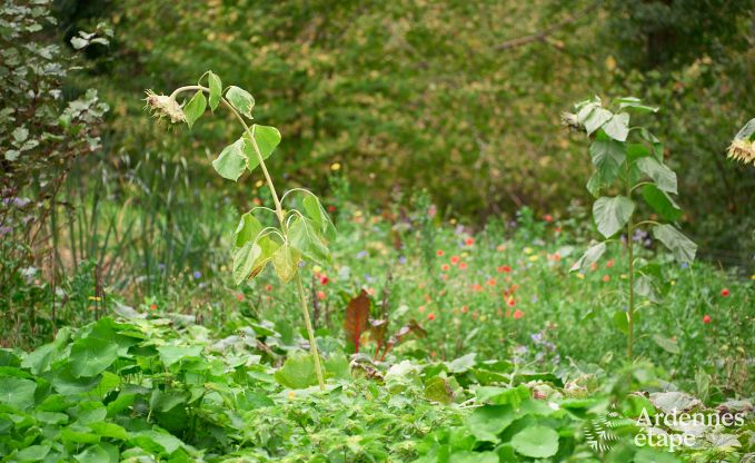 Grande yourte pour 4 personnes � Aywaille avec poele � pellets et jardin priv� avec terrasse