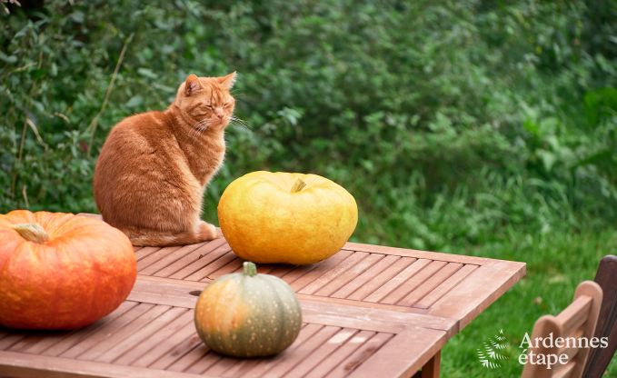 Grande yourte pour 4 personnes � Aywaille avec poele � pellets et jardin priv� avec terrasse