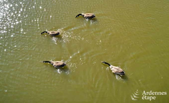 Ch�teau � Bastogne pour 30 personnes en Ardenne