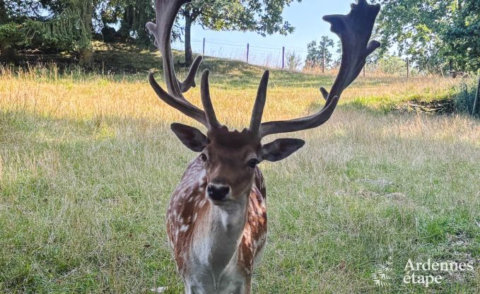Maison de charme � Bastogne en Ardenne : h�bergement de 18 personnes