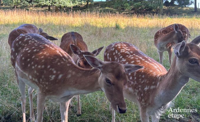 Maison de charme � Bastogne en Ardenne : h�bergement de 18 personnes