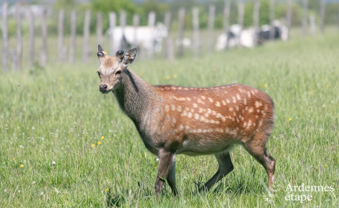 Maison de vacances  Bastogne pour 12 personnes en Ardenne