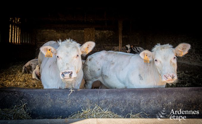 Charmante maison de vacances � Bastogne : s�jour confortable pour 8 personnes avec jardin priv� et station de recharge