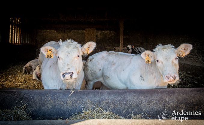 Maison de vacances  Bastogne : hbergement spacieux pour 22 personnes avec des installations compltes et 9 chambres dans l'Ardenne