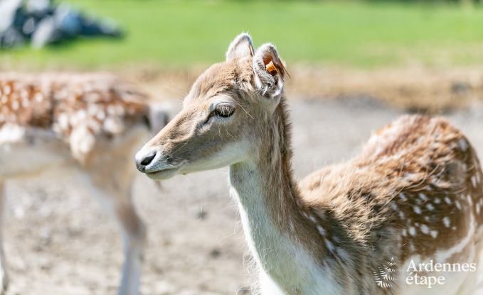 Ch�teau � Beauraing pour 20 personnes en Ardenne