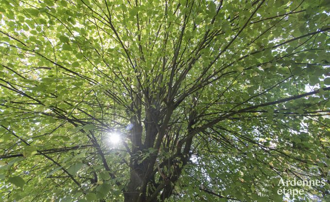 Chalet  Beauraing pour 4 personnes en Ardenne