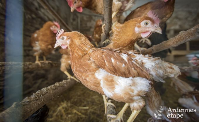 Maison de vacances � Bertrix pour 9 personnes en Ardenne