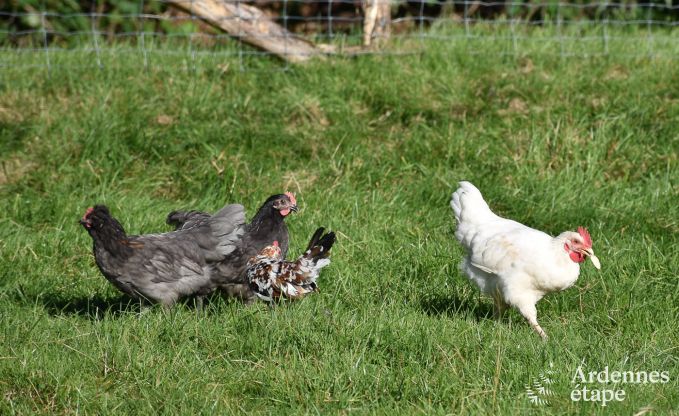 Vacances  la ferme  Bertrix pour 4 personnes en Ardenne