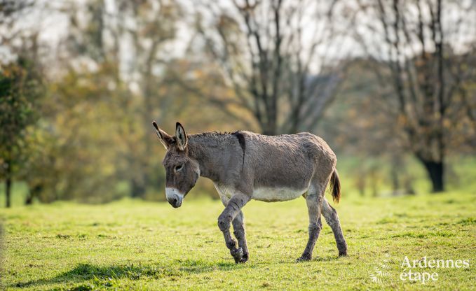 Charmante maison  Binche pour 6 personnes.