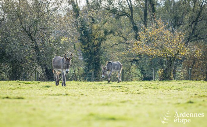 Charmante maison  Binche pour 6 personnes.