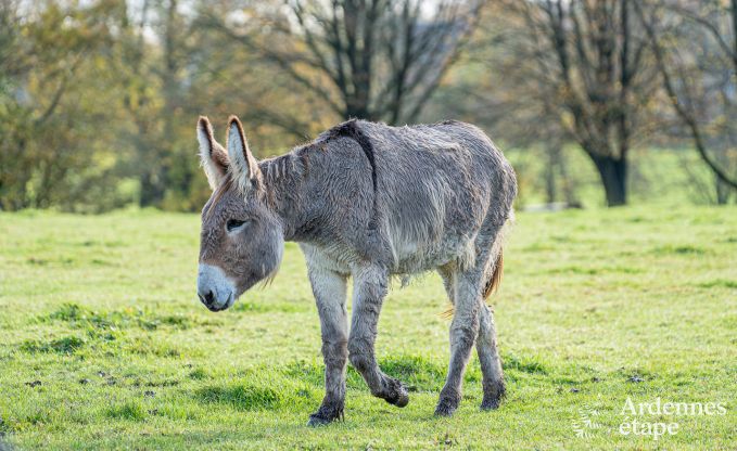 Charmante maison  Binche pour 6 personnes.