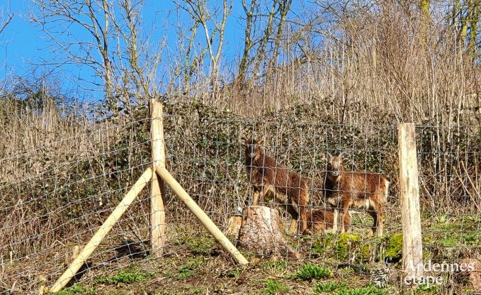 Magnifique maison de vacances � Bomal-Sur-Ourthe, Ardenne
