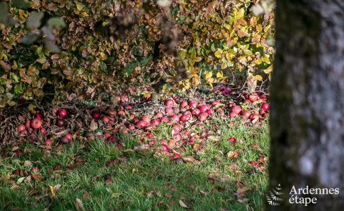 Chalet  Bouillon pour 4 personnes en Ardenne