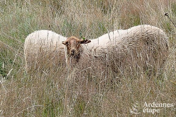 Maison de vacances  Bouillon pour 12 personnes en Ardenne