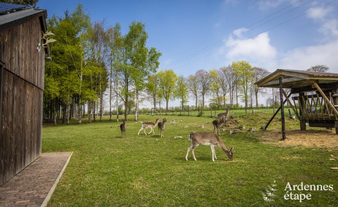 Maison de vacances � Butgenbach pour 4 personnes en Ardenne