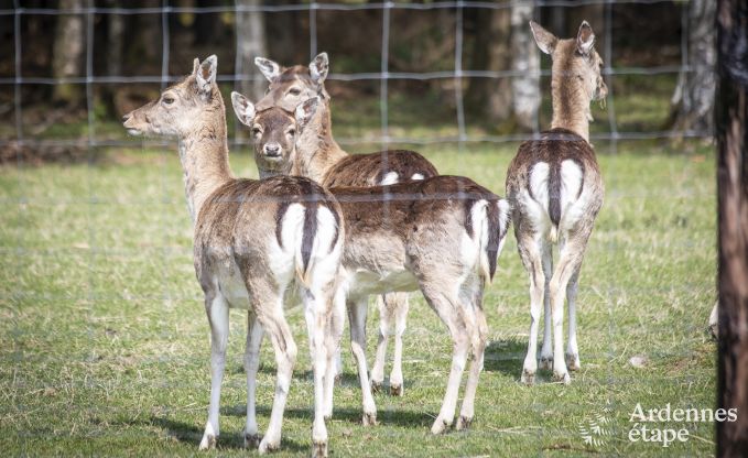 Maison de vacances � Butgenbach pour 4 personnes en Ardenne