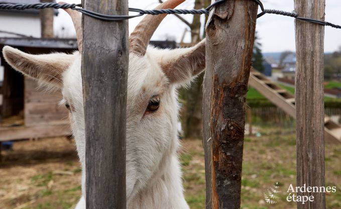 Maison de vacances pour 14/16 personnes, adapt�e aux v�los et chiens admis � Butgenbach, Hautes Fagnes