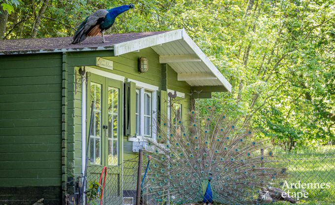 Maison de vacances  Cerfontaine pour 12/14 personnes en Ardenne avec terrain de tennis