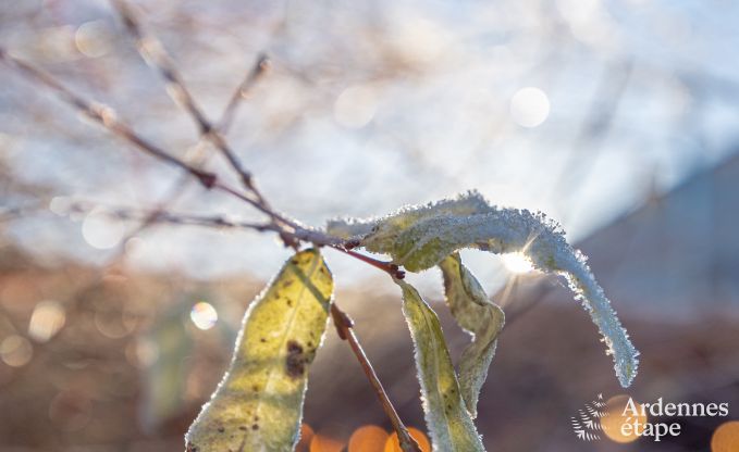 Maison de vacances � Ciergnon pour 4 personnes en Ardenne