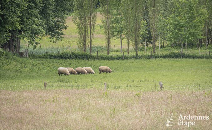 Villa de Luxe � Ciney pour 10 personnes en Ardenne