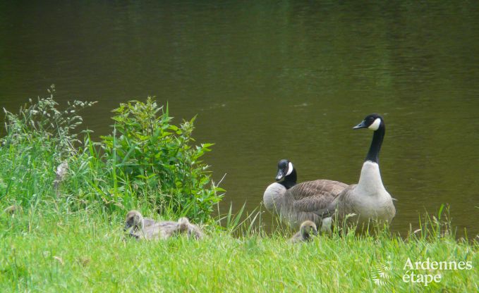 Villa de Luxe � Coo pour 8 personnes en Ardenne