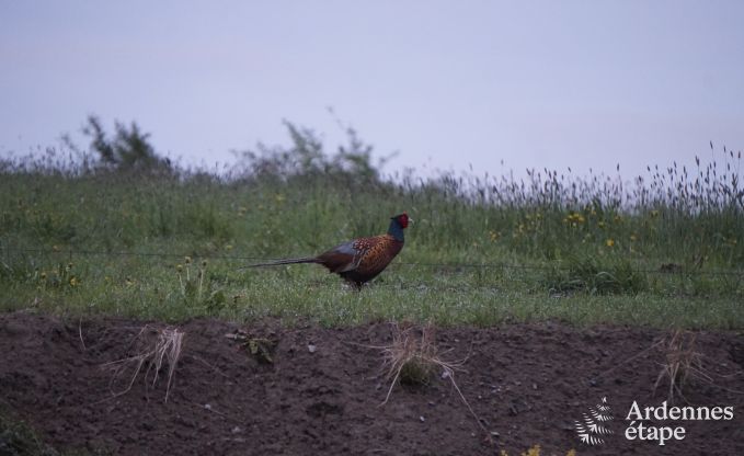 Gite de charme � Couvin pour 18 personnes en Ardenne