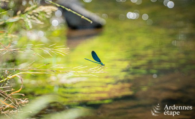 Gite de charme � Couvin pour 4 personnes en Ardenne