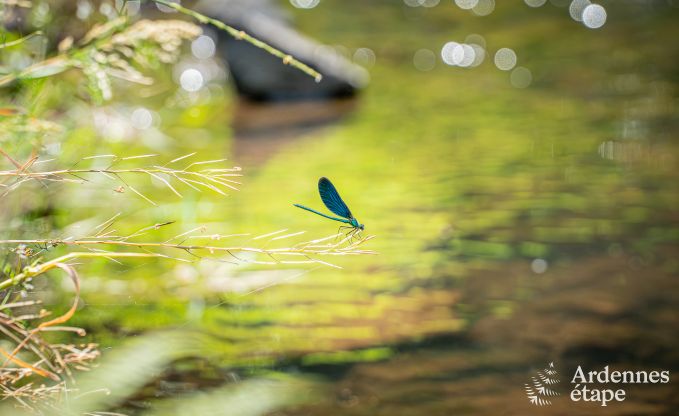 Gite de charme � Couvin pour 2 personnes en Ardenne