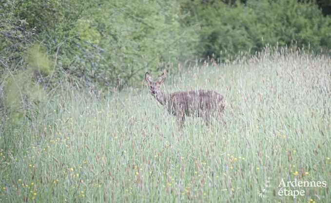 Gite de charme  Couvin pour 18 personnes en Ardenne