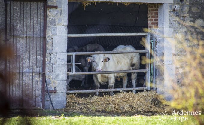 Vacances  la ferme  Couvin pour 18 personnes en Ardenne