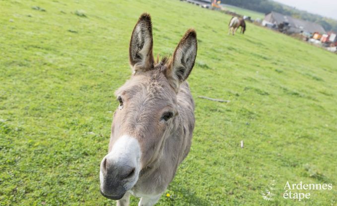 Maison de vacances � Doische (Dinant) pour 8 personnes en Ardenne