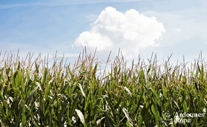 Maison de vacances  Doische pour 9 personnes en Ardenne