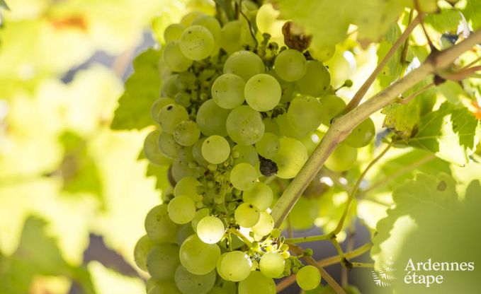 Maison de vacances  Durbuy (Wris) pour 11 personnes en Ardenne