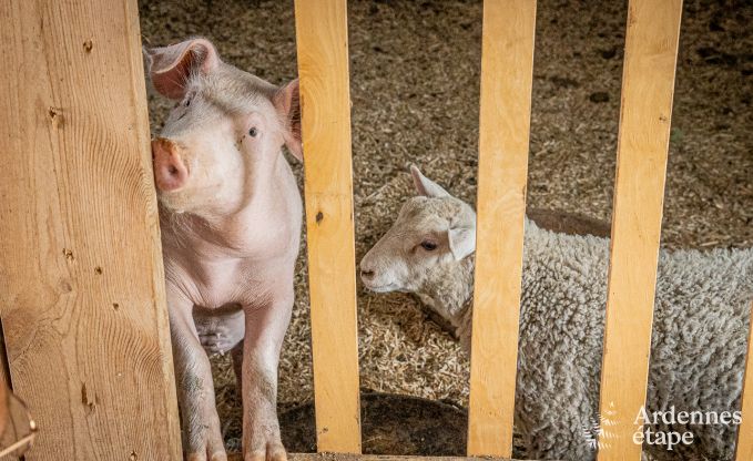 Appartement � Durbuy pour 2 personnes en Ardenne